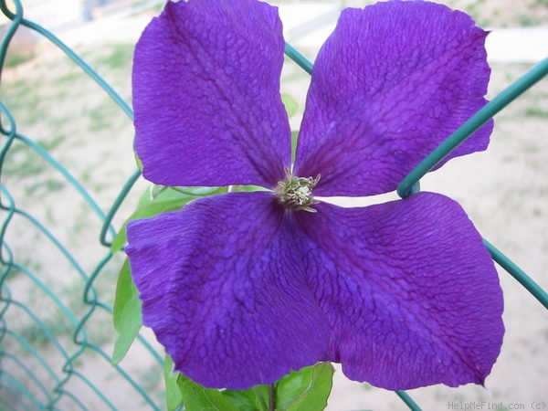 'Jackmanii' clematis photo