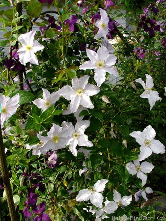 'Blue Angel' clematis photo