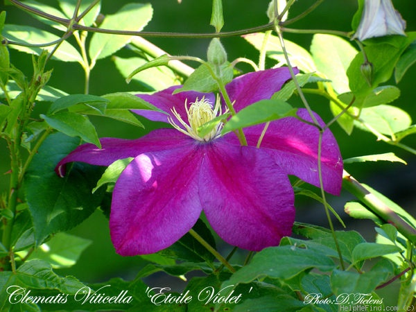 'Etoile Violette' clematis photo