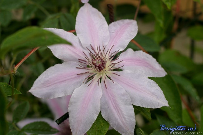 'Nelly Moser' clematis photo