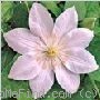 'Candida' clematis photo