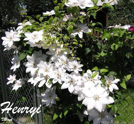 'Henryi' clematis photo