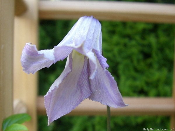 'Betty Corning' clematis photo