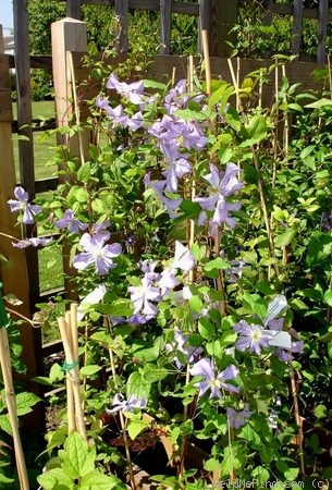 'C. viticella 'Prince Charles'' clematis photo