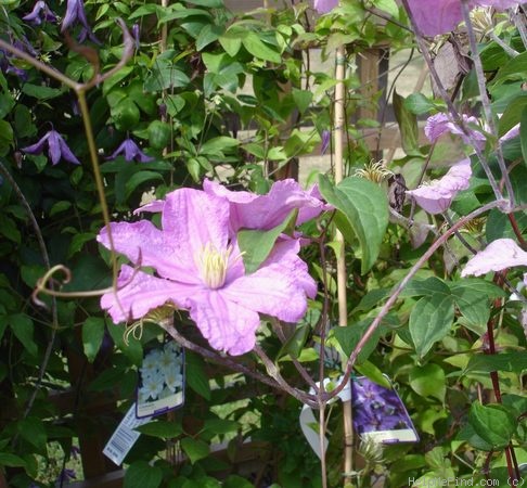 'Comtesse de Bouchard' clematis photo