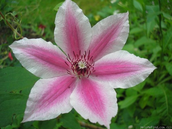 'C. 'Carnaby'' clematis photo