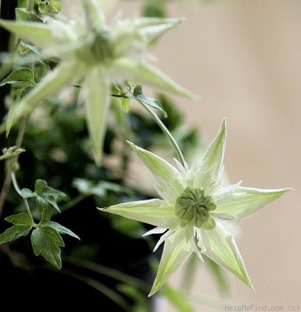 'C. florida 'Alba Plena'' clematis photo