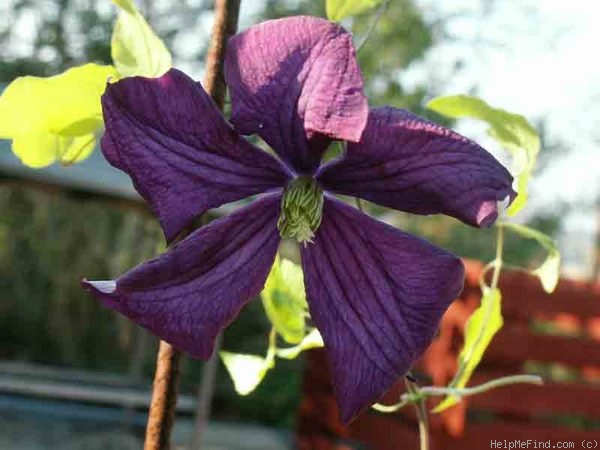 'Etoile Violette' clematis photo