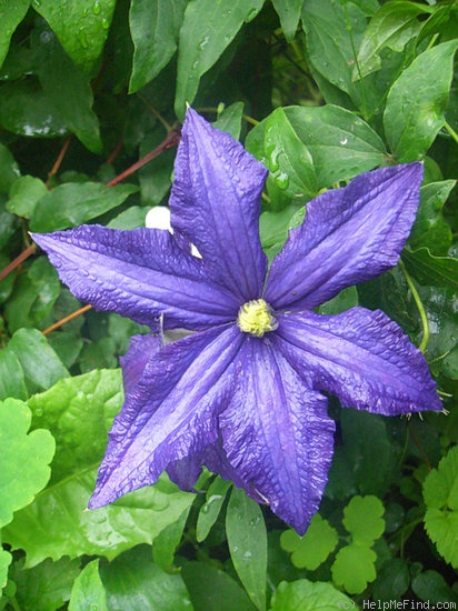 'Rhapsody' clematis photo