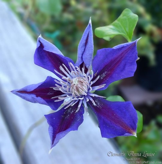 'Anna Louise' clematis photo