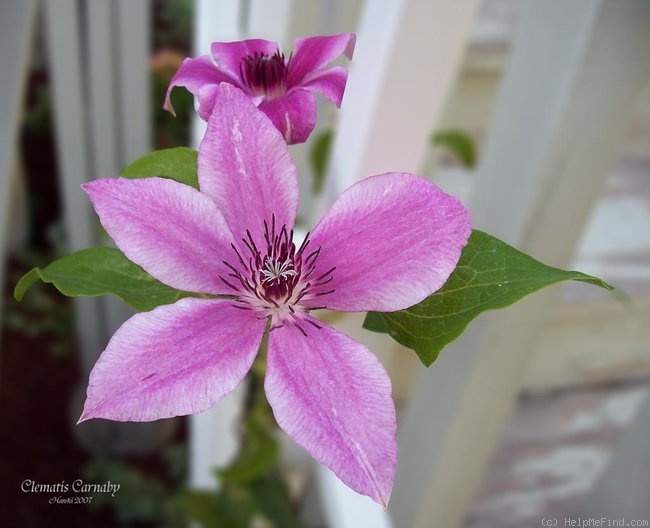 'Carnaby' clematis photo