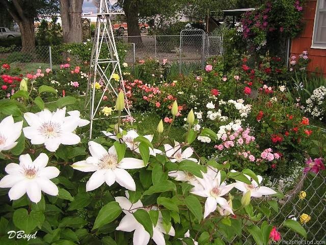 'Henryi' clematis photo