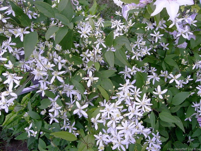 'flammula' clematis photo