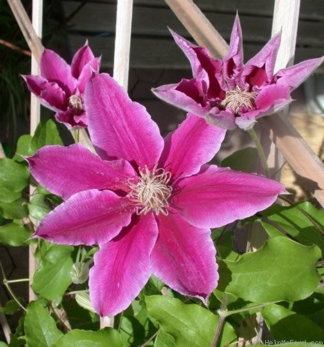 'Dr. Ruppel' clematis photo