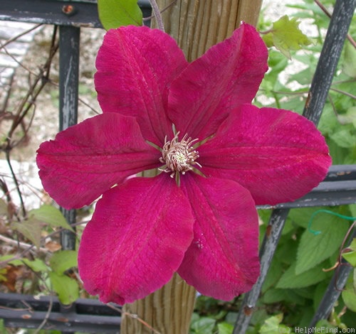 'Rouge Cardinal' clematis photo