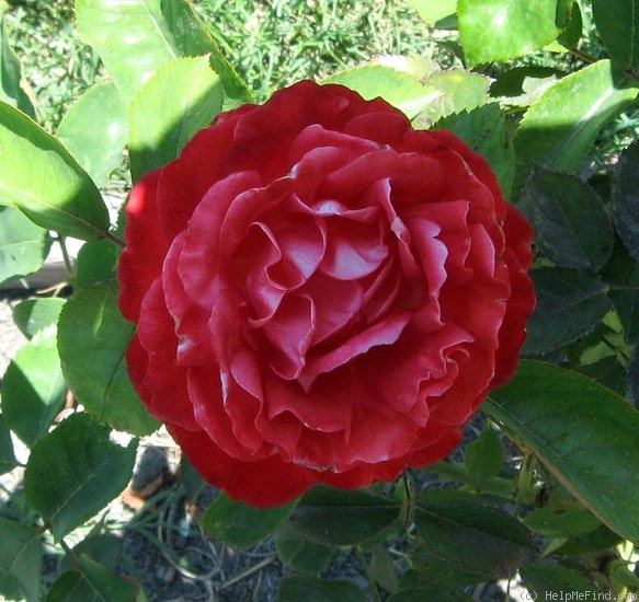 'Milestone' rose photo