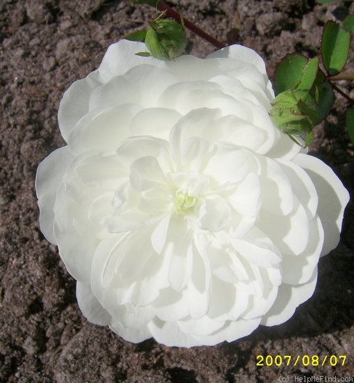 'Swany ®' rose photo