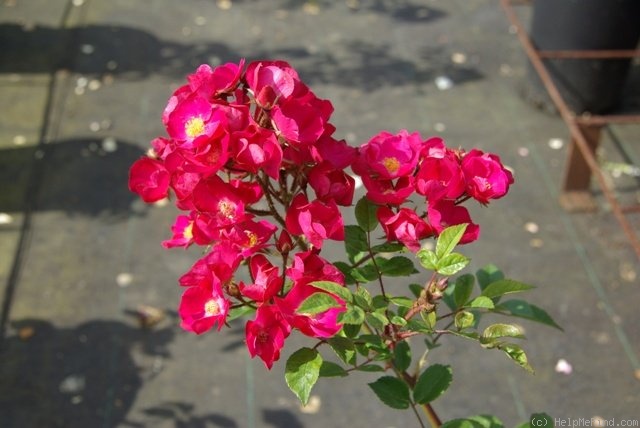 'Vif Eclat' rose photo
