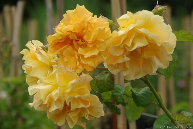 'Goldener Olymp (LCl, Kordes 1984)' rose photo
