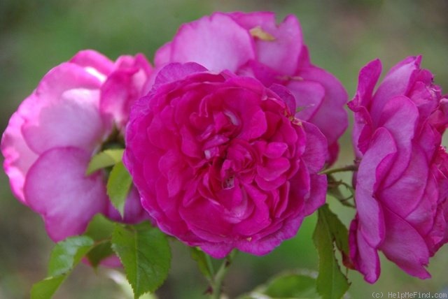 'Laguna ® (Large Flowered Climber, Kordes 1994)' rose photo