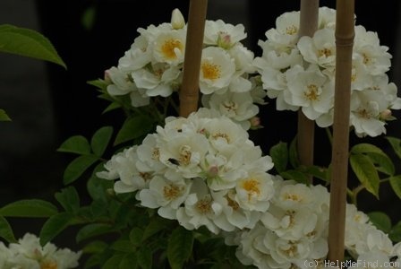 'Thalia (rambler, Schmitt, 1892)' rose photo