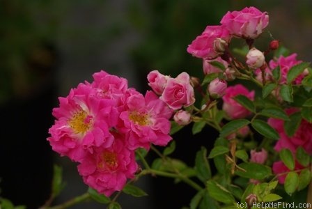 'Dorothy Perkins' rose photo