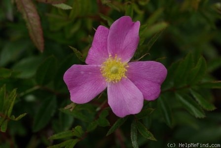 'R. nitida' rose photo