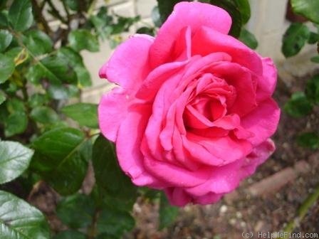 'Madame Ferdinand Jamain' rose photo
