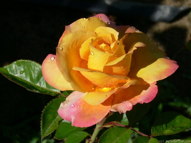 'Brokat ®' rose photo