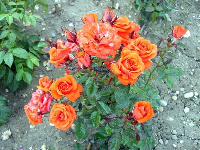 'Panache ™ (miniature, Olesen, 1991)' rose photo