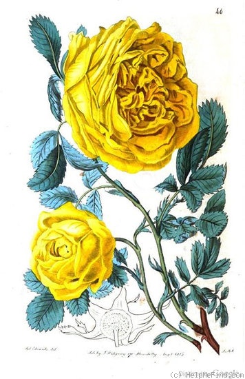 '<i>Rosa hemisphaerica</i> Herrm.' rose photo