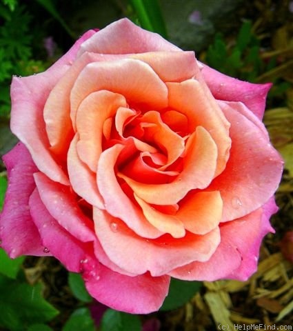 'Honeysweet' rose photo