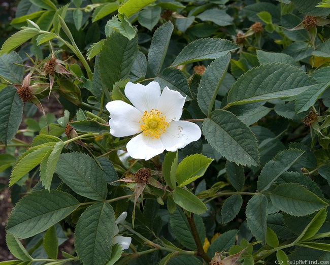 '<i>Rosa tomentosa</i> Sm.' rose photo