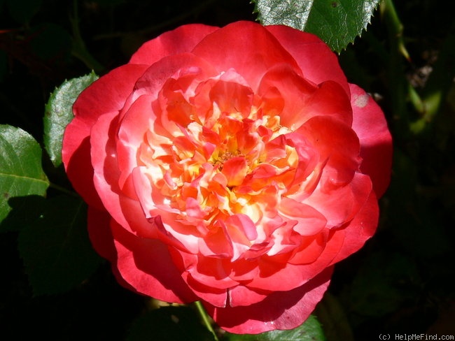 'Painted Moon' rose, click to enlarge 'Painted Moon' rose photo