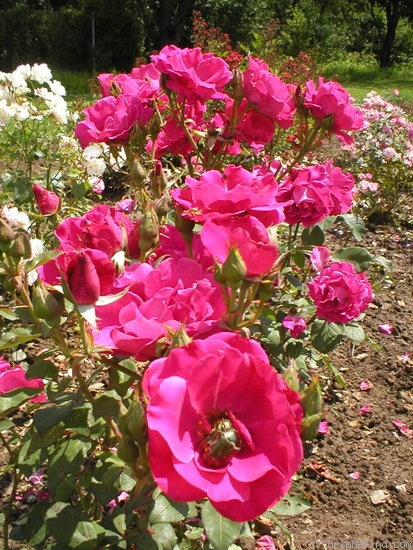 'Anne Mette Poulsen' rose photo