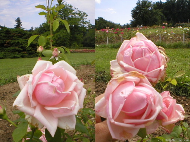 'Briand-Paneuropa' rose photo
