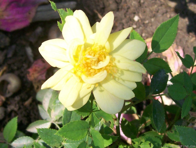 'Fiesta Gold' rose photo