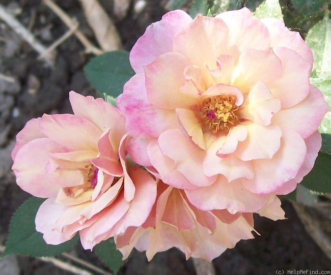 'Iced Tea' rose photo