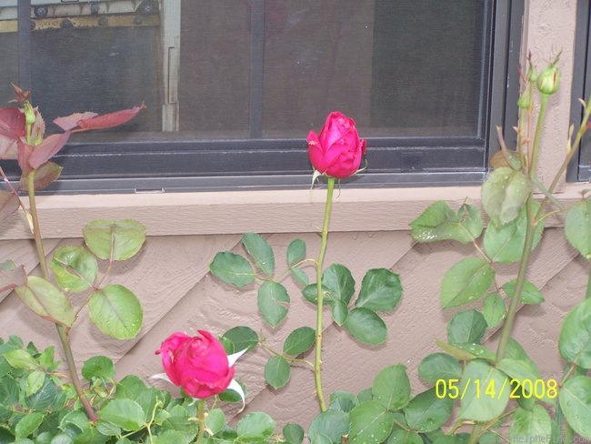 'El Toro' rose photo