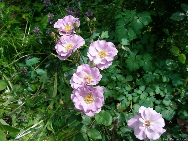 'Tasogare' rose photo