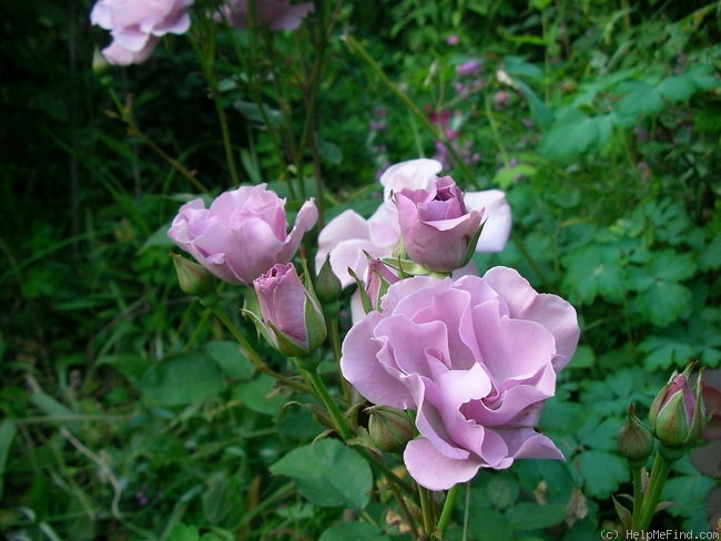 'Tasogare' rose photo
