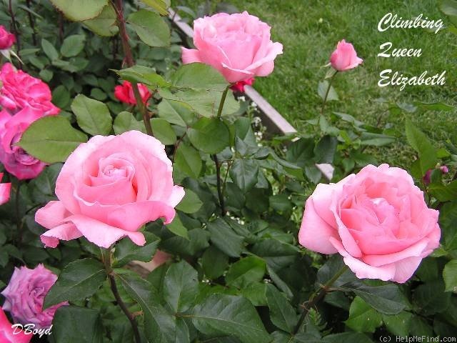 'Queen Elizabeth, Cl.' rose photo