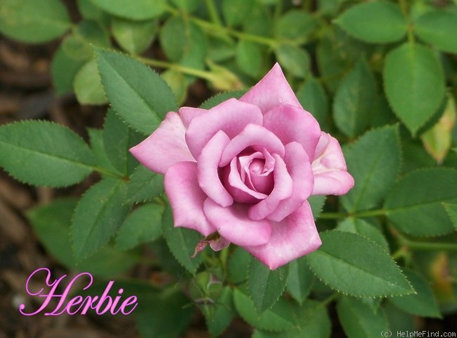 'Herbie' rose photo