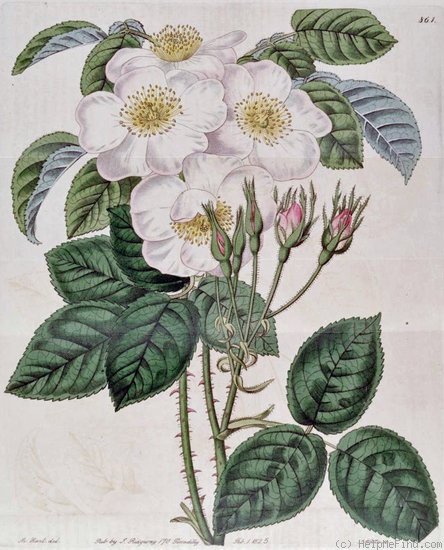 '<i>Rosa moschata</i> var <i>nivea</i> Lindl.' rose photo