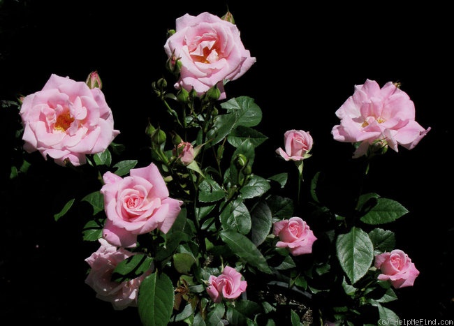'Grace Sharington' rose photo