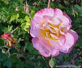 'Granada (hybrid tea, Lindquist, 1963)' rose photo