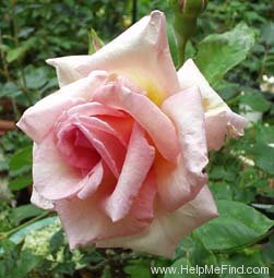 'McGredy's Gem' rose photo