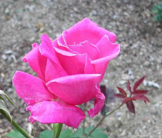 'Swarthmore' rose photo