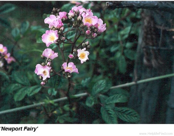 'Newport Fairy' rose photo