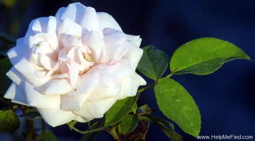'La Biche' rose photo